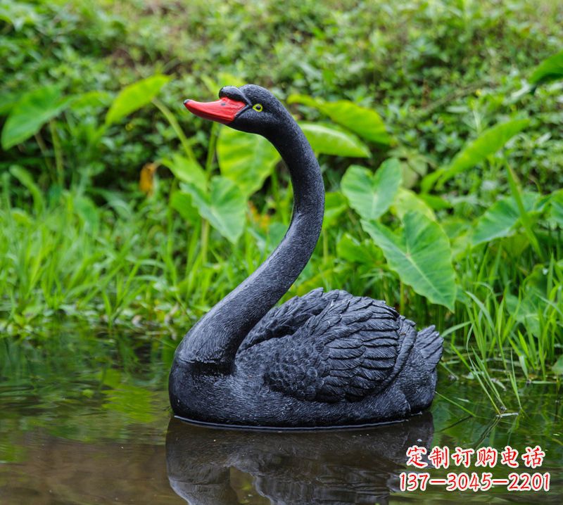 烟台黑天鹅婉约鱼尾,完美呈现园林水塘水景