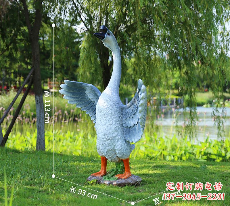 烟台站立的灰色展翅天鹅
