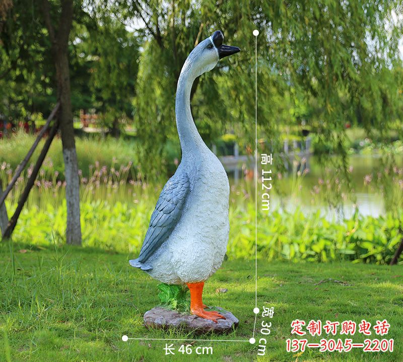 烟台站立立脖灰色天鹅
